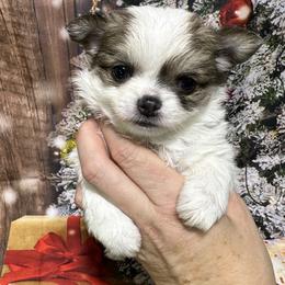 Merry - Blue fawn female Chihuahua puppy in Palmyra, Indiana from Country Star Chihuahuas