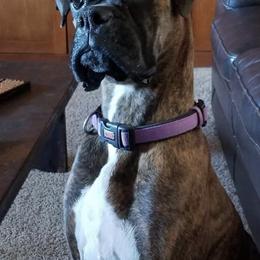 Boxers from Bratts Boxers