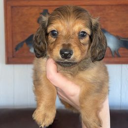 Dachshund Puppies from Mini Mama Dachshunds