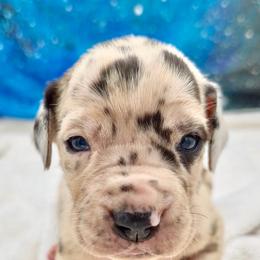 Bean - Harlequin female Great Dane puppy in White City, Kansas from Southwind Great Danes