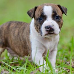 Girl 2 - Brown brindle female American Staffordshire Terrier puppy in St. Augustine, Florida from LBK & Ancient City