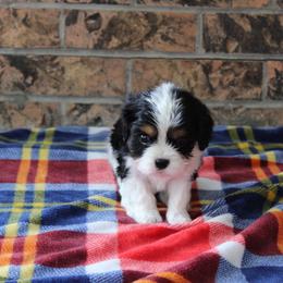 Truffle - Tri-color male Cavalier King Charles Spaniel puppy in Hays, Kansas from Pinehurst Cavalier's