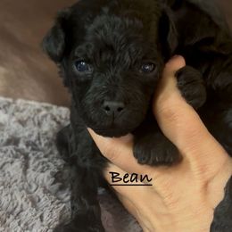 Bean - Black male Havapoo puppy in Lake Ann, Michigan from Riyem Wildflower Farms
