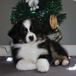 Miniature American Shepherd Puppies from LF Ranch