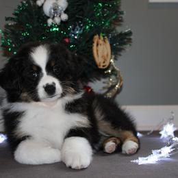 Miniature American Shepherd Puppies from LF Ranch