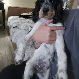 Churro - Black white and tan female English Springer Spaniel puppy in Spokane, Washington from Prairie Lane Springer Spaniels