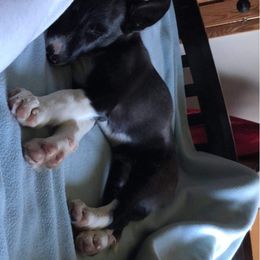 Border Collie Puppies from By Design Farm