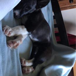 Border Collie Puppies from By Design Farm