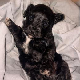 Cedar - Black male Cavapoo puppy in Orinda, California from Amore Cavaliers
