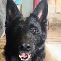 Legend - German Shepherd