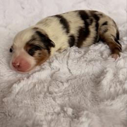 Danish - Red merle male Miniature American Shepherd puppy in Riverton, Utah from Iron Spirit Homestead & Aussies
