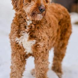 Goldendoodle Puppies from Valley View Goldendoodles