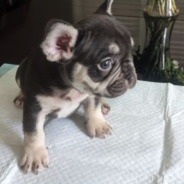 French Bulldog Puppies from Jgrfrenchies