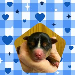 Max - Black and tan male Yorkshire Terrier puppy in Bonney Lake, Washington from Enchanted Yorkies