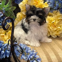 Morkie and Yorkshire Terrier Puppies from Jewels Yorkshire’s