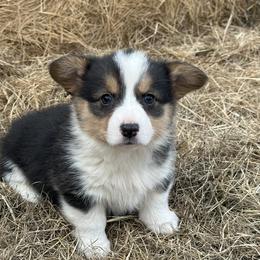 American Corgi and Pembroke Welsh Corgi Puppies from Wild West Corgis
