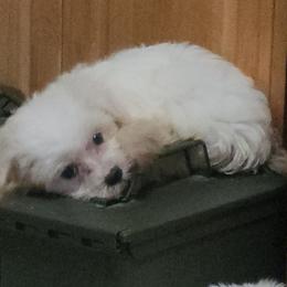Mal-Shi, Maltese, and Shih Tzu Puppies from Natalie's Happy Fur Paw Shih-Tzues and More