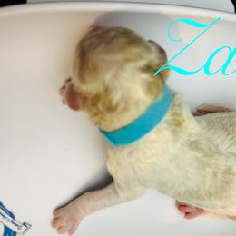 Zeus - Parti male Poodle puppy in Mobile, Alabama from Semmy’s Standard Poodle LLC