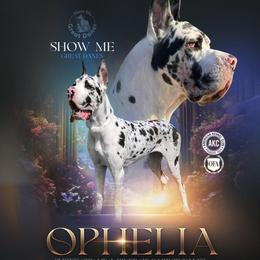 Ophelia - Great Dane