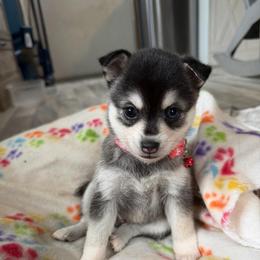 Girl 1 - Black and white female Alaskan Klee Kai puppy in Beverly Hills, Florida from Lucky Charm Klee Kai