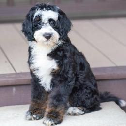 Cougar - Tri-color male Bernedoodle puppy in Dundee, Ohio from Down Home Doodle