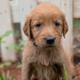 Black - Dark golden male Golden Retriever puppy in Midland, North Carolina from Alger Farm, LLC