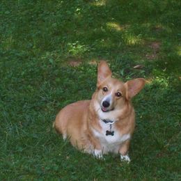 German Shepherd and Pembroke Welsh Corgi All Grown Up from Dell-Mar