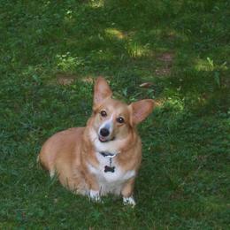 German Shepherd and Pembroke Welsh Corgi All Grown Up from Dell-Mar