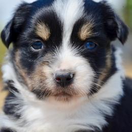 BTM-3 - Black tri male Miniature American Shepherd puppy in Baker City, Oregon from Back Country Aussies