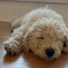 Poodles from Malo's Poodles