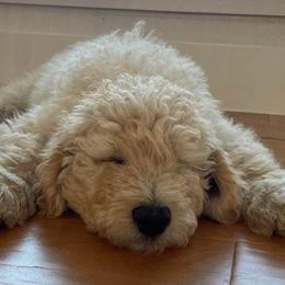 Poodles from Malo's Poodles