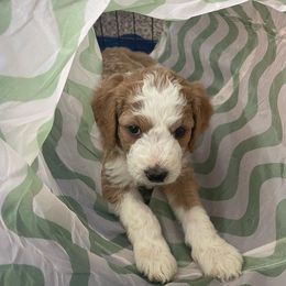Aussiedoodle Puppies from Sheila Harwell