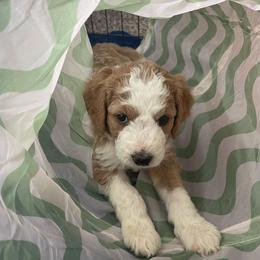 Aussiedoodle Puppies from Sheila Harwell