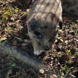 Girl 1 - Blue merle female Australian Shepherd puppy in Lakeland, Florida from Infinite Aussies
