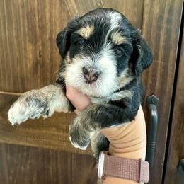 Aussiedoodle and Bernedoodle Puppies from LolliPop Farms