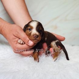 Theodore - Dapple male Dachshund puppy in Robesonia, Pennsylvania from Happily Ever After’s Puppies
