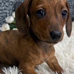 Bonnie - Brindle female Dachshund puppy in Mountain Home, Arkansas from Furry Friends Kennel