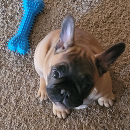 French Bulldog Puppies from 4 Leaf Frenchies