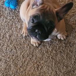 French Bulldog Puppies from 4 Leaf Frenchies