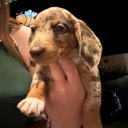 Willie - Piebald male Dachshund puppy in Newton, North Carolina from Sagebrush Doxies