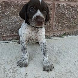 Black girl - Liver and white female German Wirehaired Pointer puppy in Potosi, Wisconsin from Point and Flush Gun Dogs