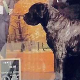 Mastiff Puppies from Eagle Pond Mastiffs