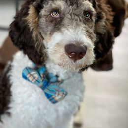 Aussiedoodle Puppies from Gore Doodle Ranch