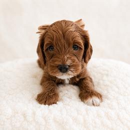 Ruth aka Suki - Red female Cavapoo puppy in Ephrata, Washington from Mustard Seed Doodle Co.