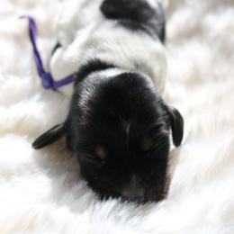 Purple - Piebald female Dachshund puppy in Peebles, Ohio from Cave Valley Hounds