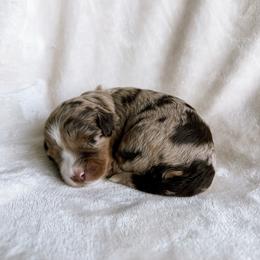 Daisy - Red merle female Aussiedoodle puppy in Burbank, Ohio from Berns & Doodles
