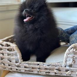 3lb Bleu - Black male Pomeranian puppy in Sacramento, California from Carousel Poodles & Pomeranians