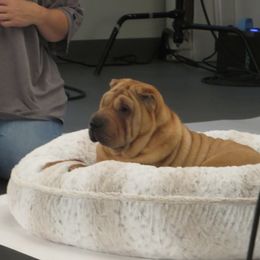 Chinese Shar-Pei Puppies from Camp Wrinkles Chinese Shar-Pei