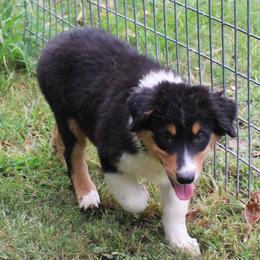 Dallas - Black tri-color male Australian Shepherd puppy in Kansas, Oklahoma from Windy G Farm