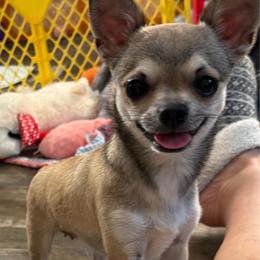 Maria - Chihuahua